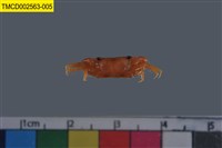 藏品(角眼切腹蟹)的圖片